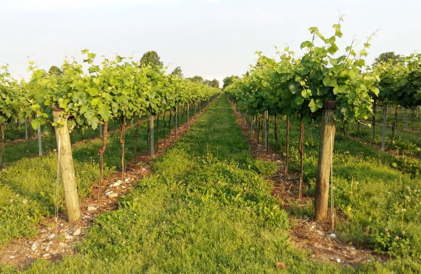 Vigneti Pittaro, il talento di un uomo chiamato Pietro