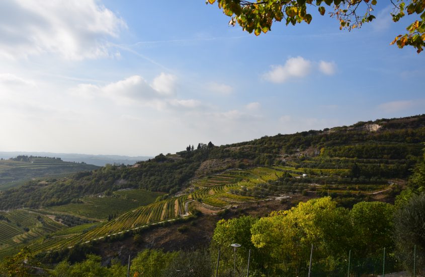 Valpolicella, la valle dalle molte cantine