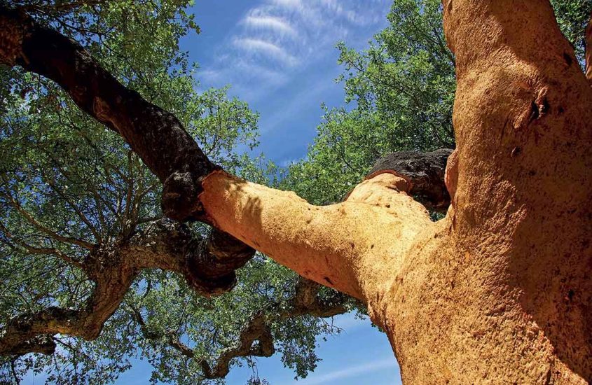 Dalla quercia alla bottiglia